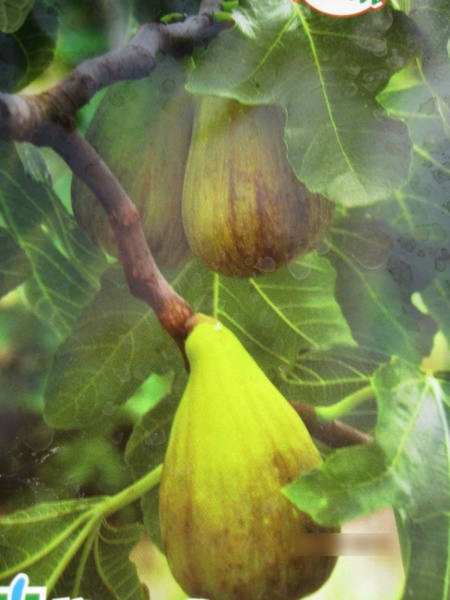 Ficus carica Dalmatie - Feige Dalmatie
